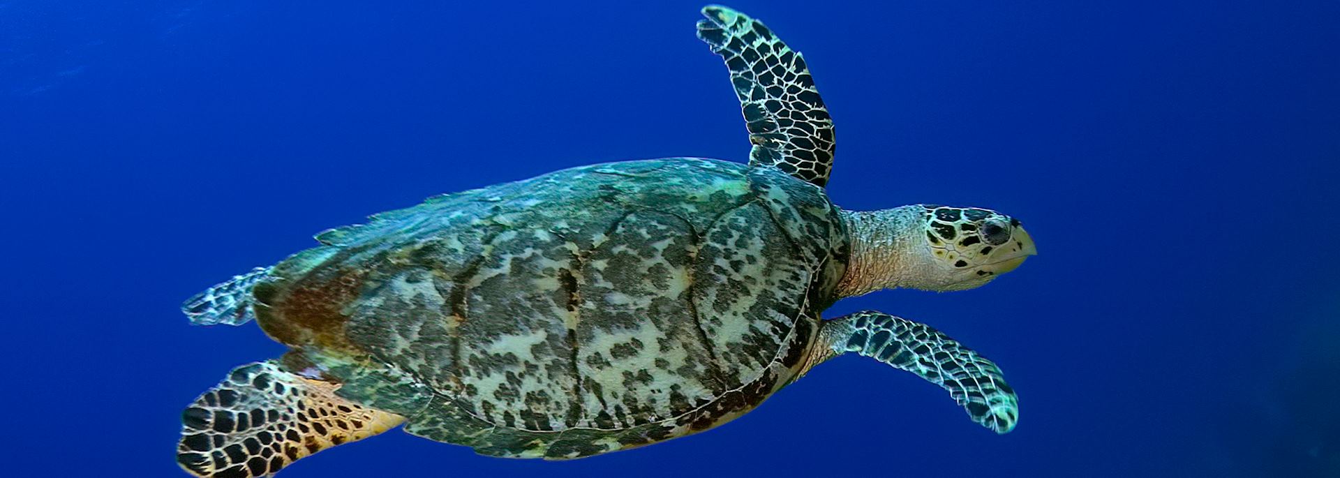 Hawksbill turtle, St. Lucia