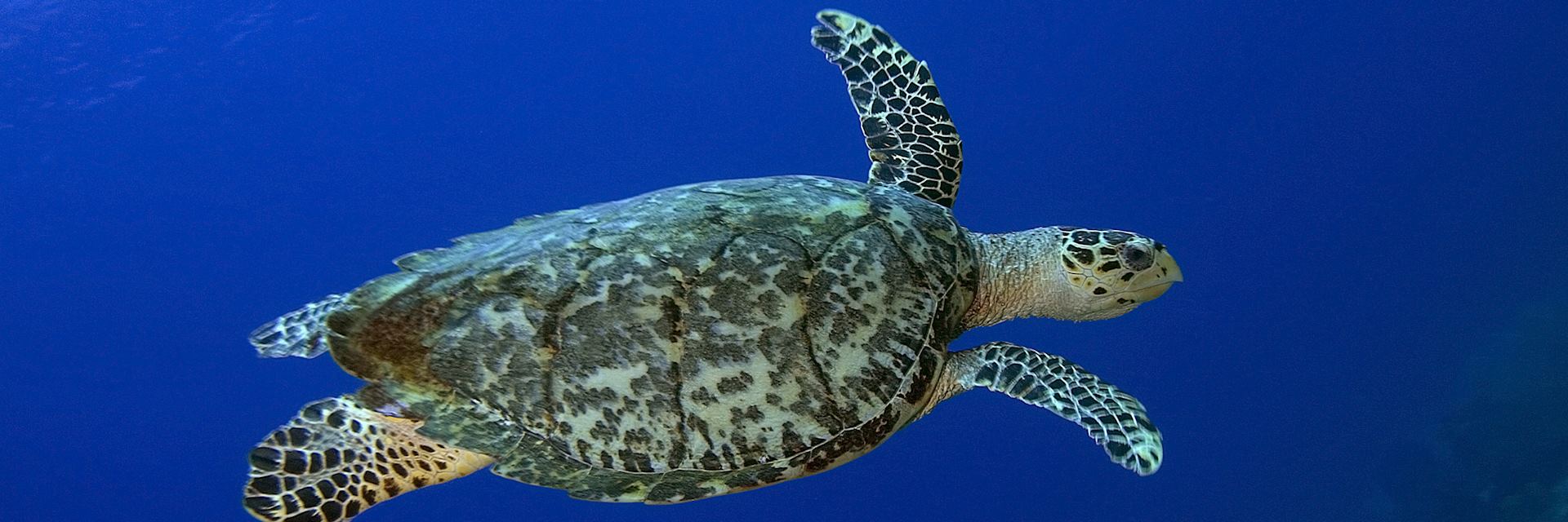 Hawksbill turtle, St. Lucia