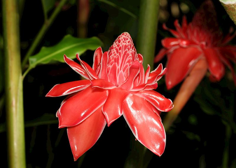 Waxrose
