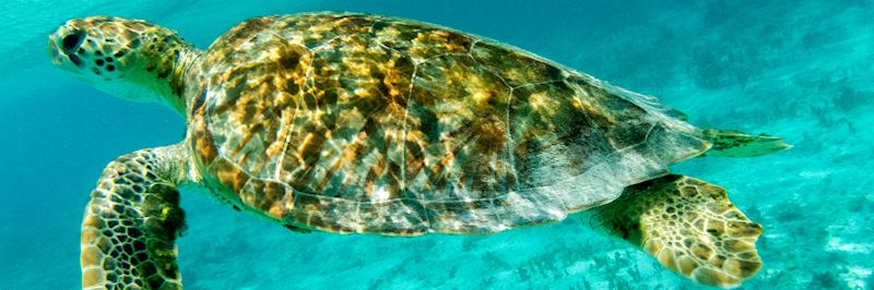 Green turtle, Tobago Cays