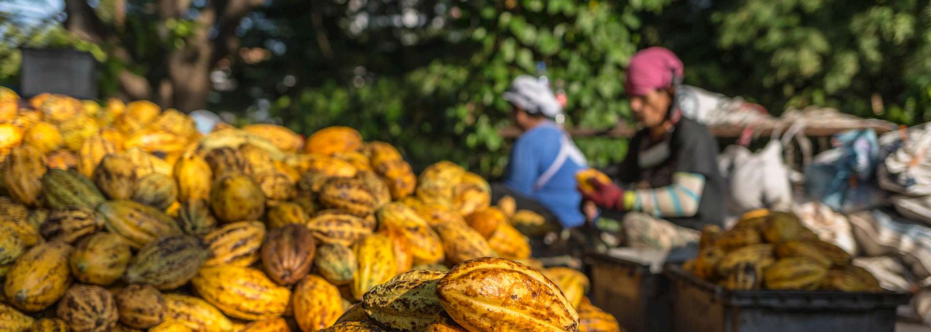 Cocoa plantation