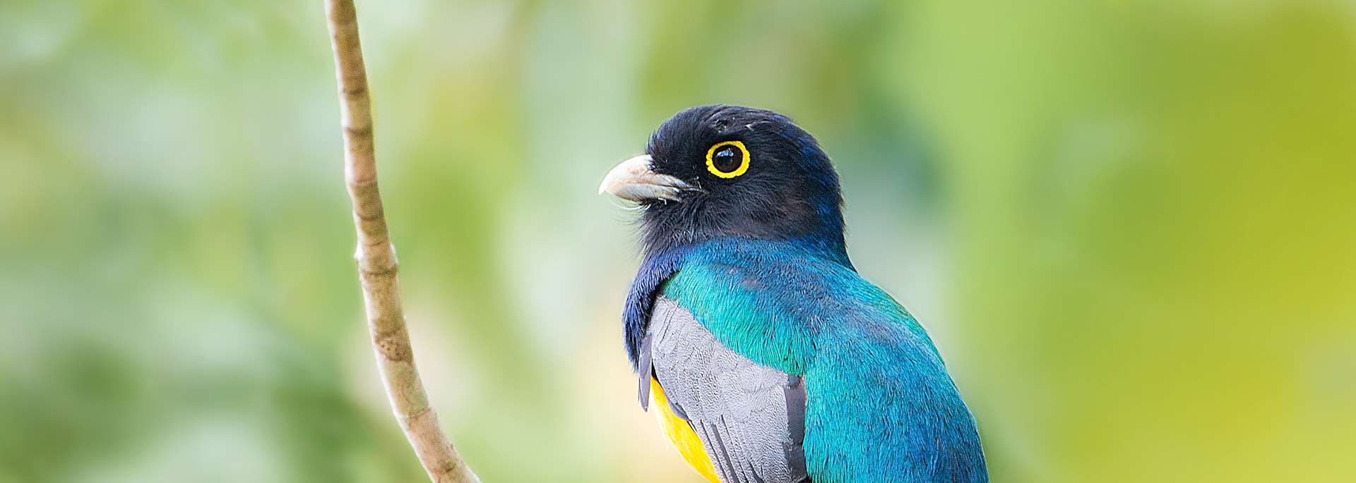 Violaceous trogon, Belize