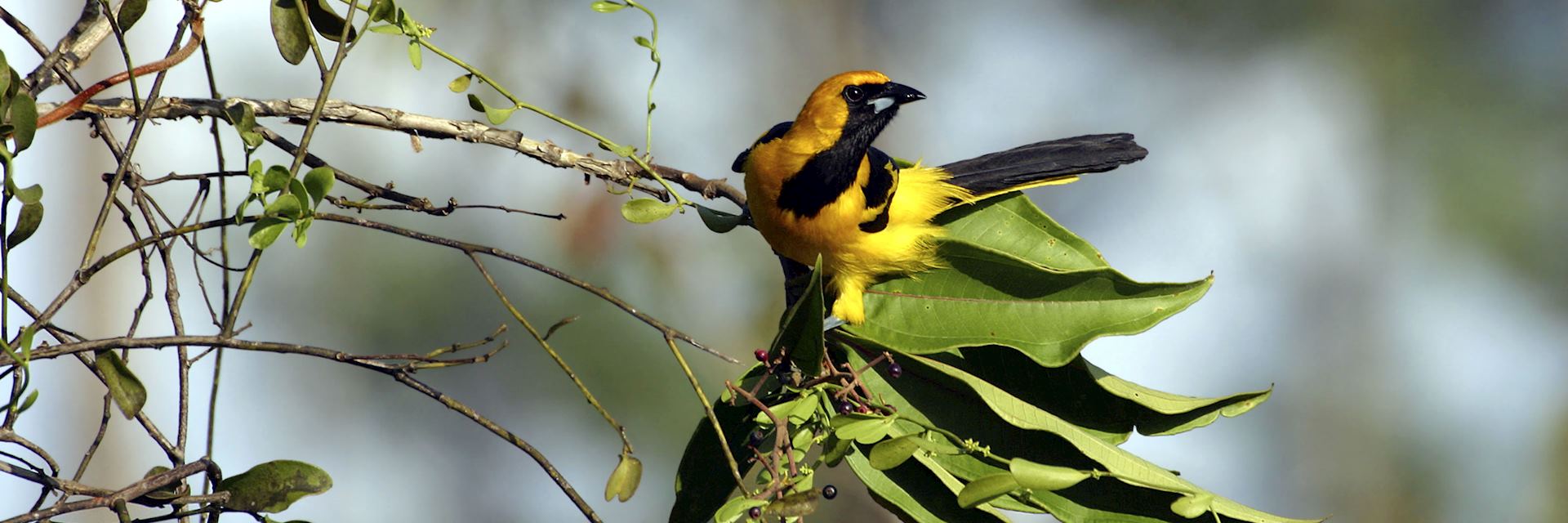 Yellow tailed oriole, Belize