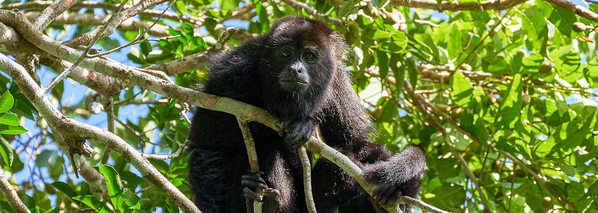 Howler monkey, Belize