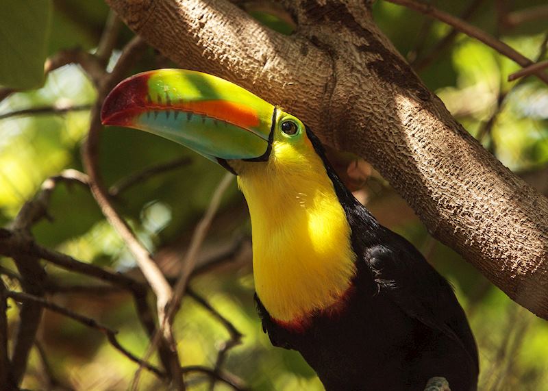 Keel-billed toucan, Lamanai