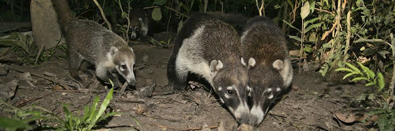 Coatimundis