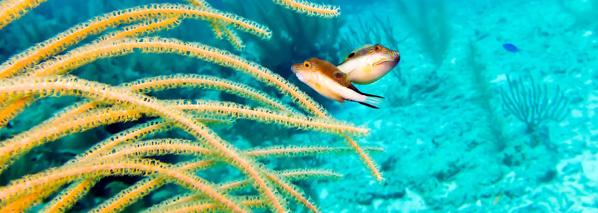 Puffer fish, Belize
