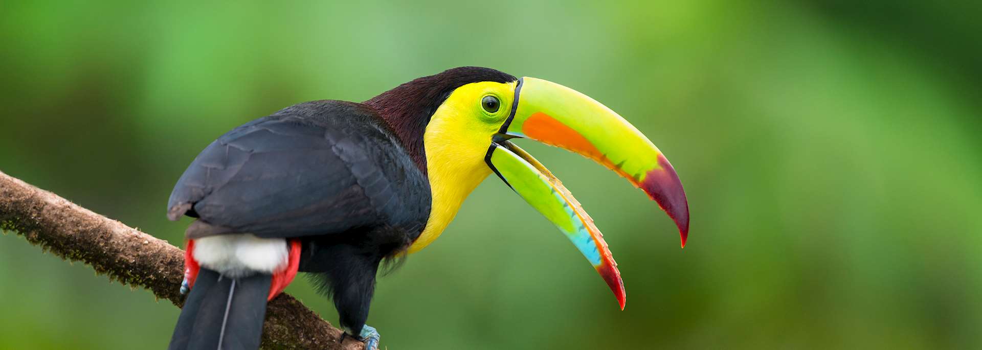 Keel-billed toucan in Belize