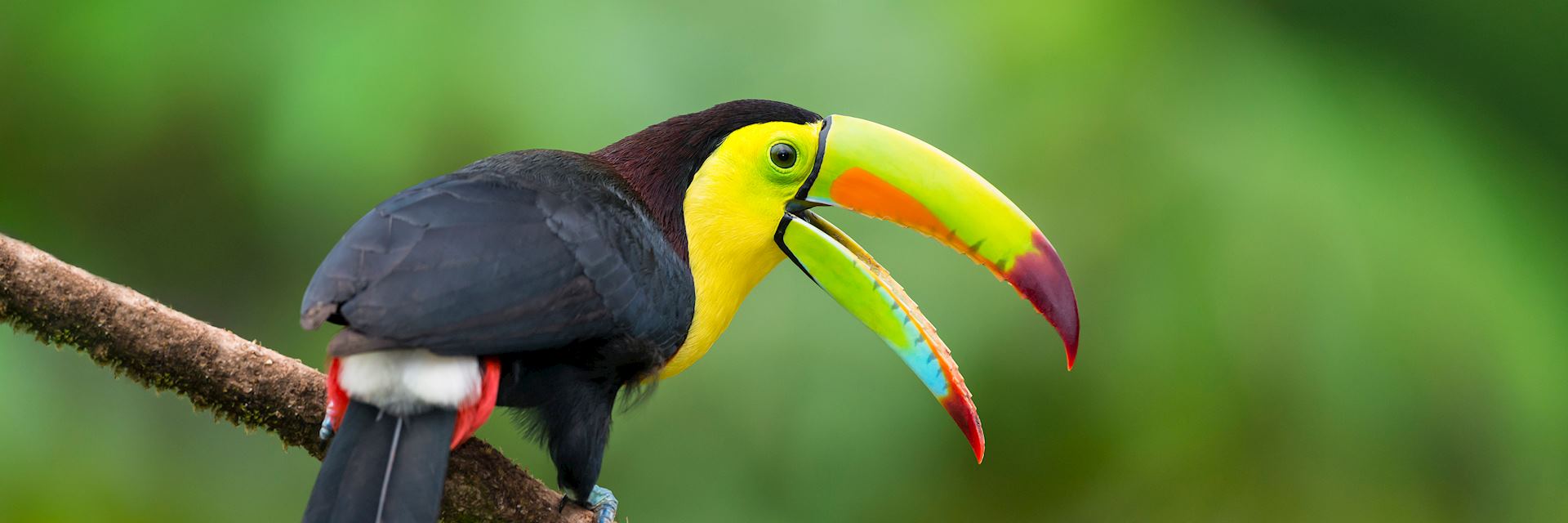 Keel-billed toucan in Belize