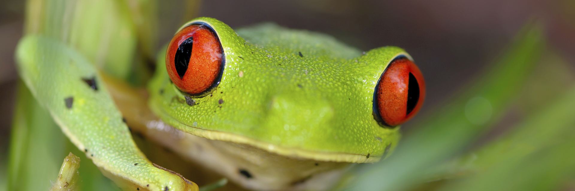 Red eye tree frog at night in the jungle of Belize