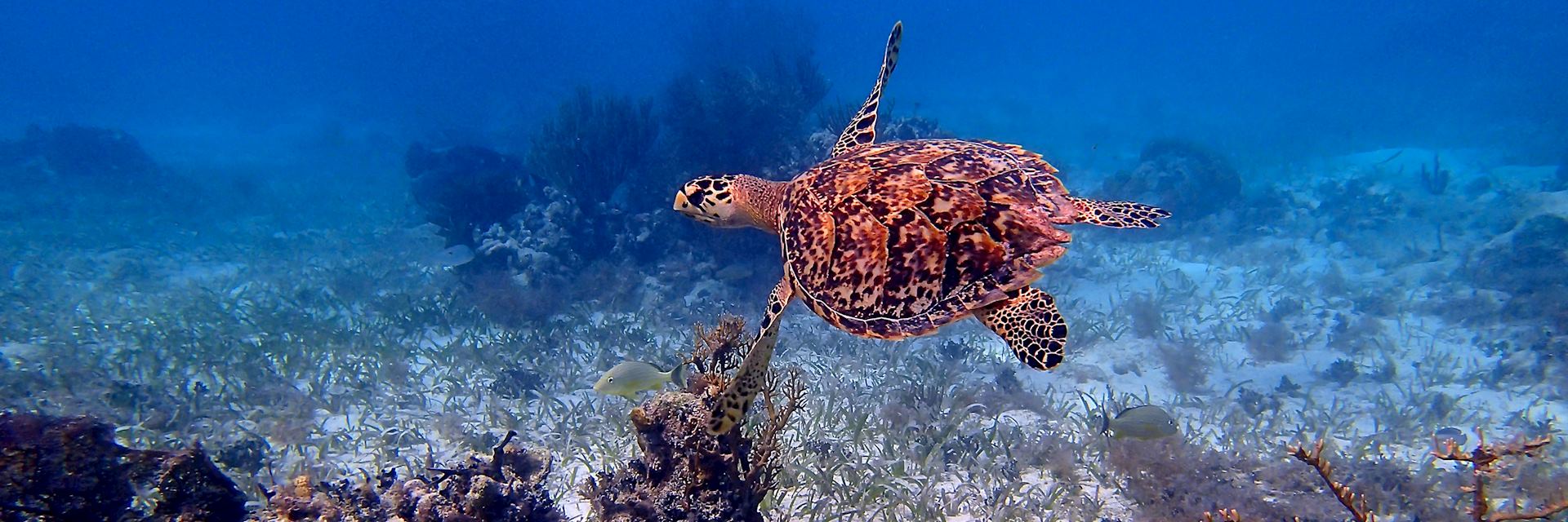 Sea turtle, Belize