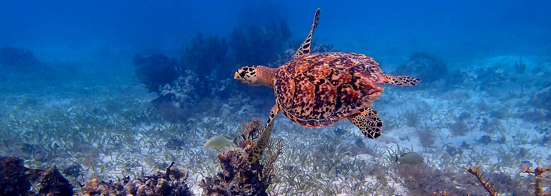 Sea turtle, Belize