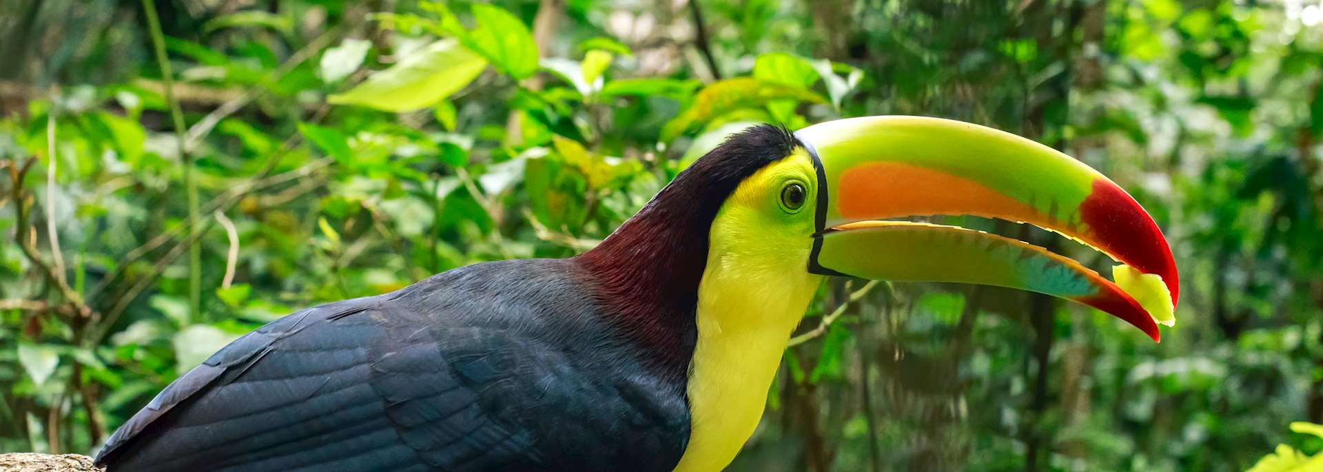 Toucan in Belize jungle