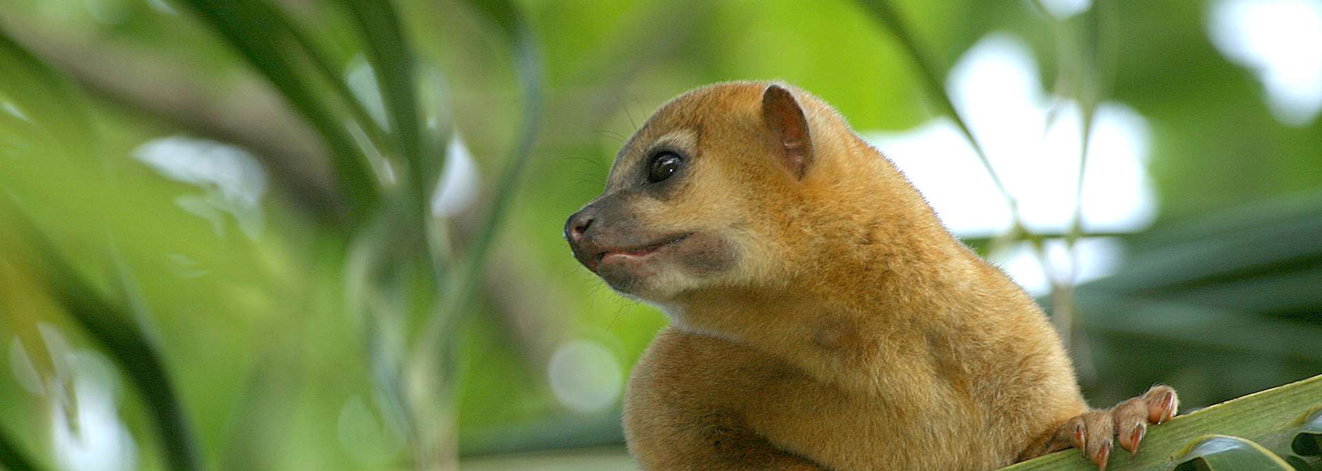 Honey bear, Belize