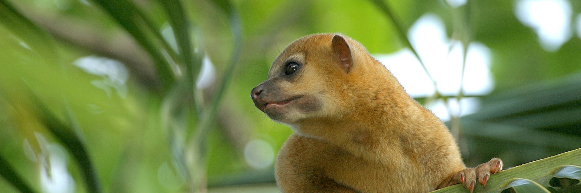 Honey bear, Belize