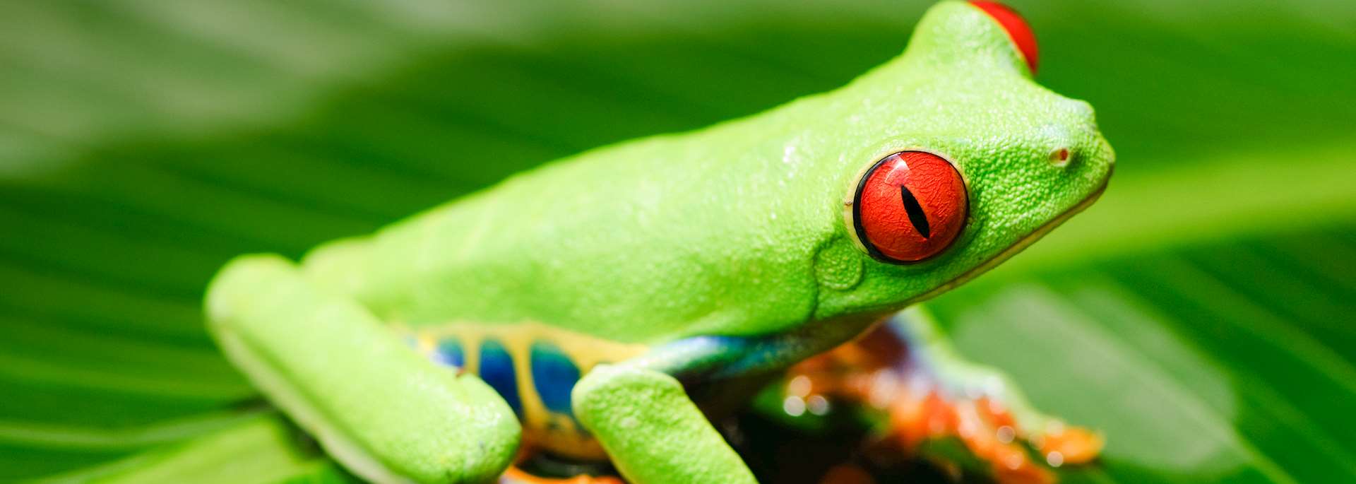Red eyed tree frog