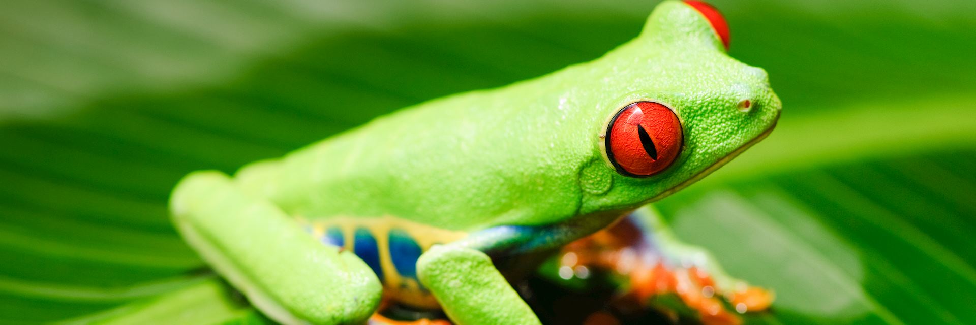 Red eyed tree frog