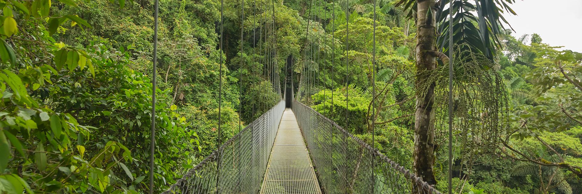 Cloud Forest bridge, Costa Rica