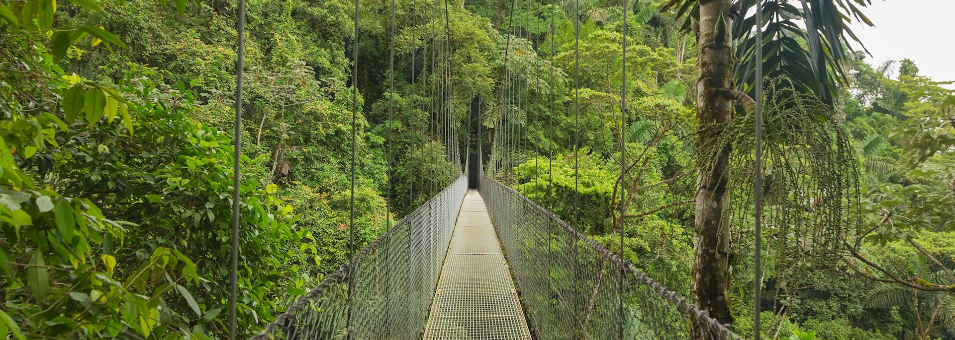 Cloud Forest bridge, Costa Rica