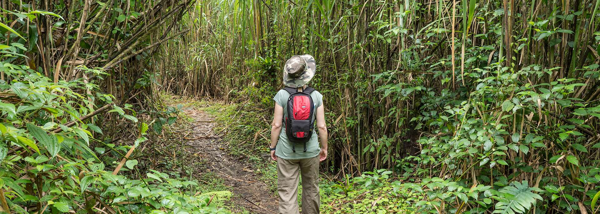 Costa Rican jungle