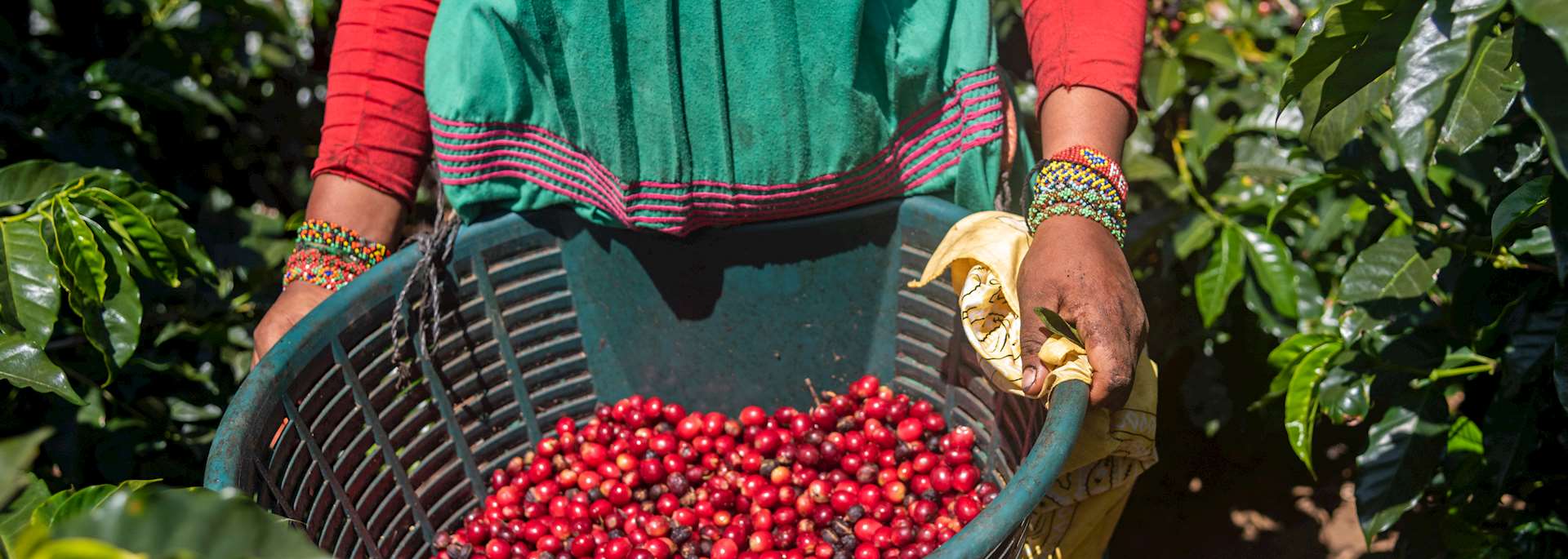 Coffee harvesting