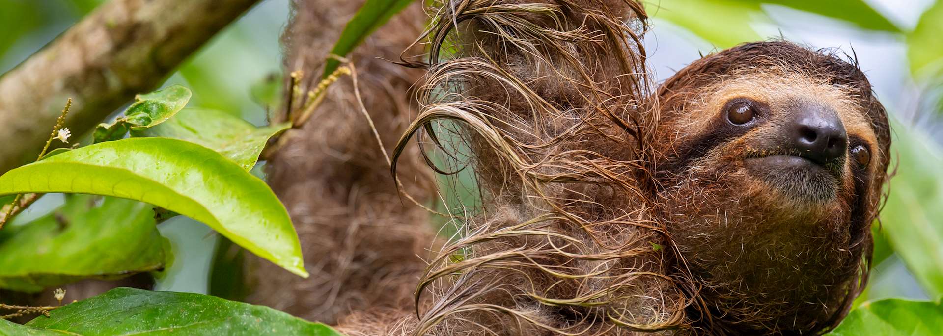 Sloth spotted from the Peñas Blancas River
