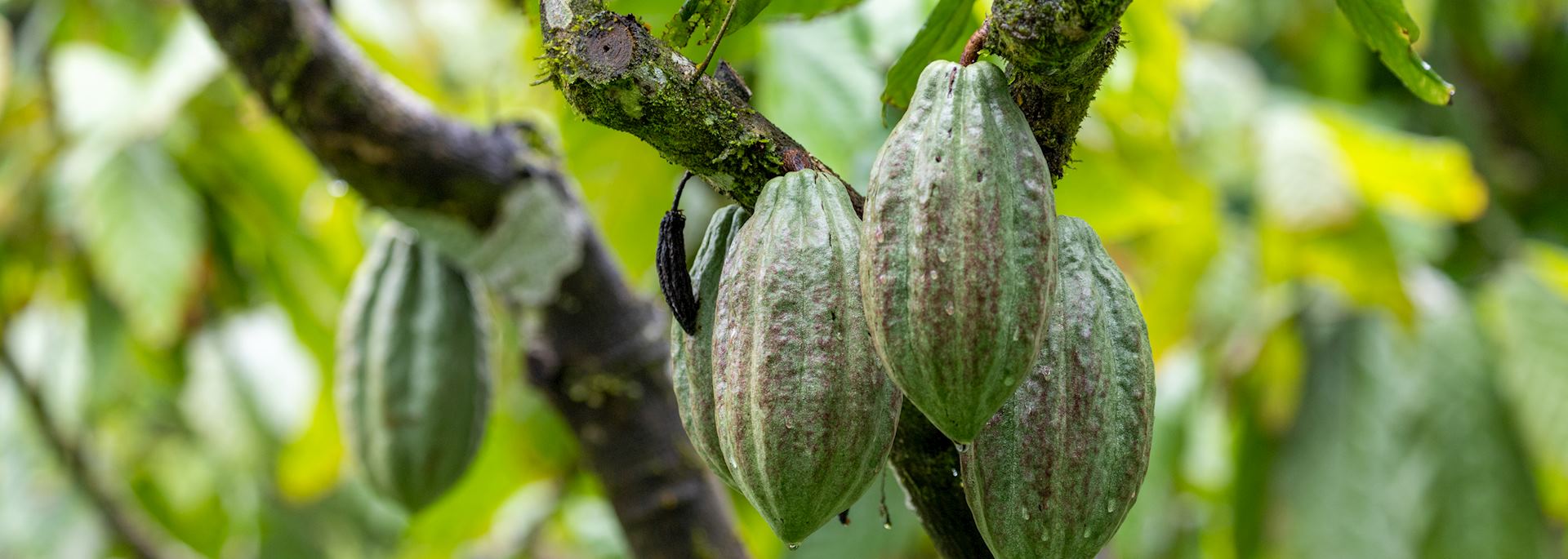 Cocoa plantation