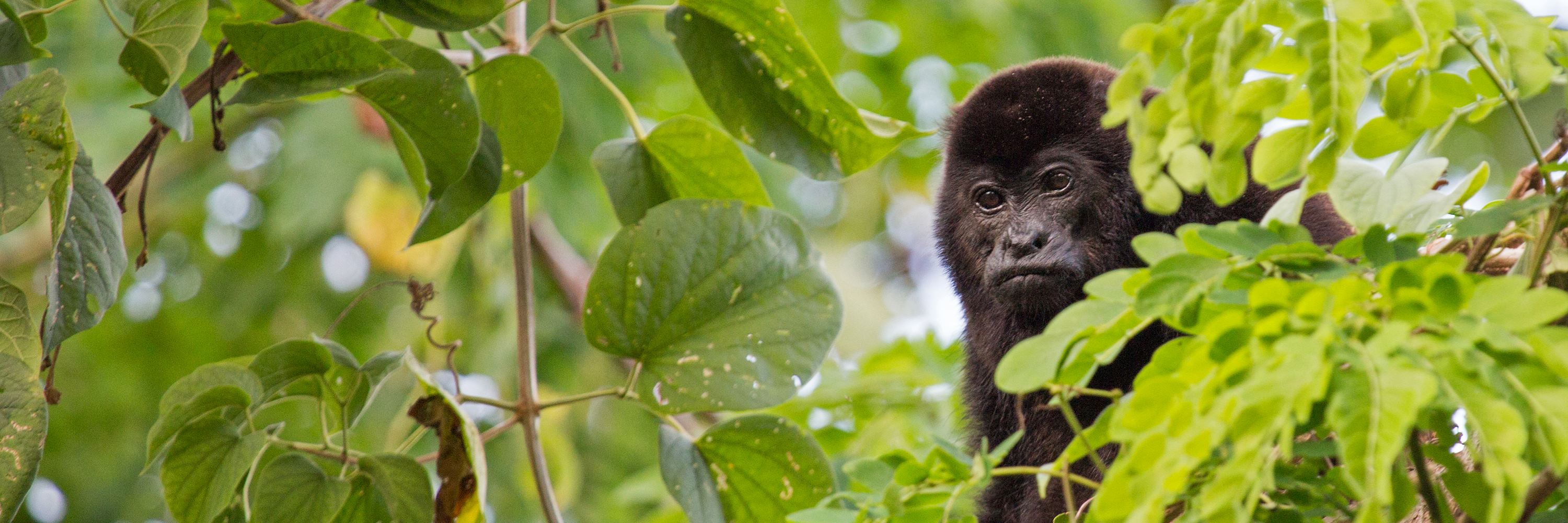 Howler monkey