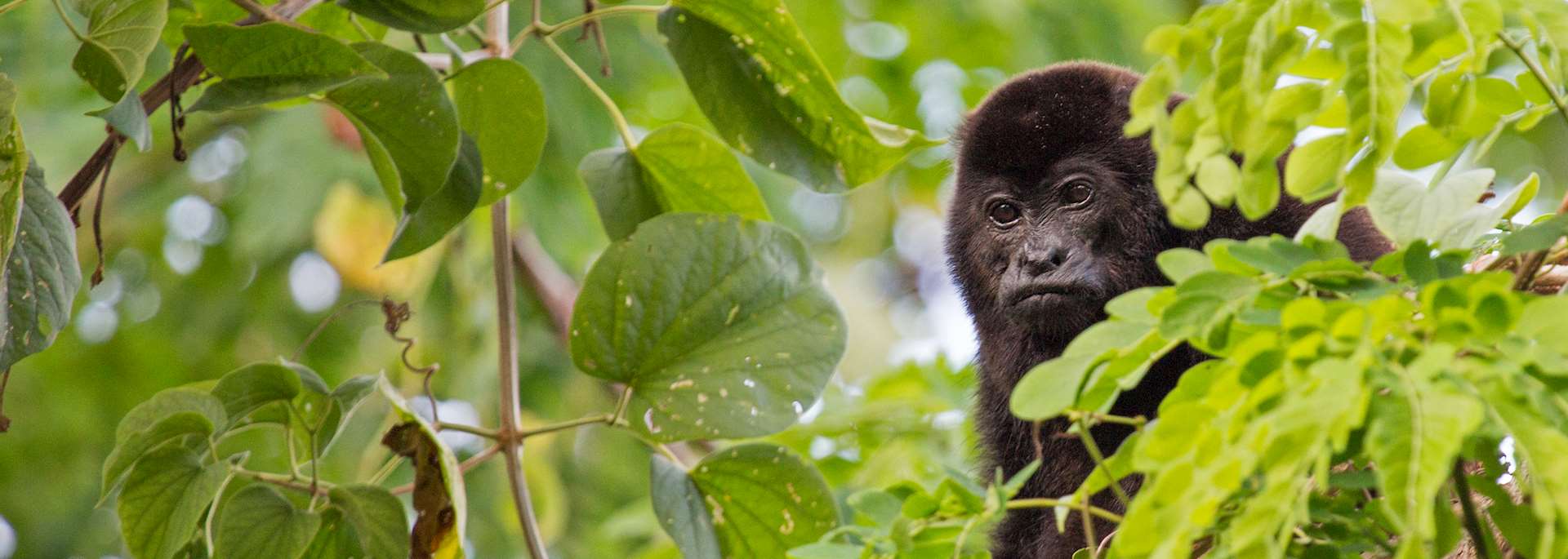 Howler monkey