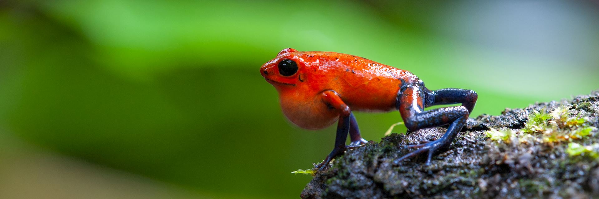 Strawberry poison-dart frog, La Selva Biological Station