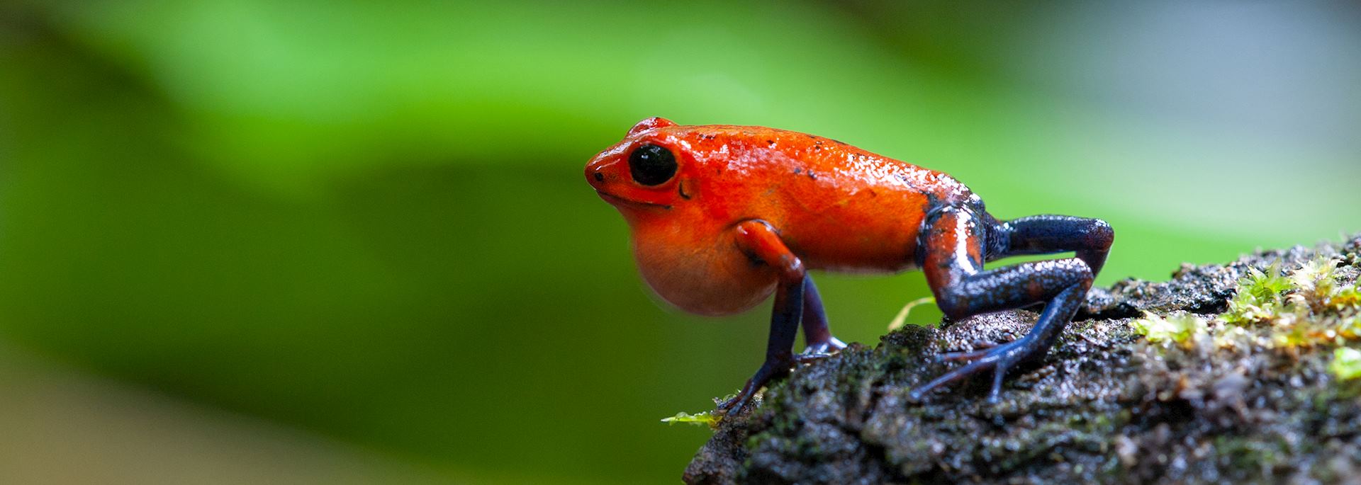 Strawberry poison-dart frog, La Selva Biological Station