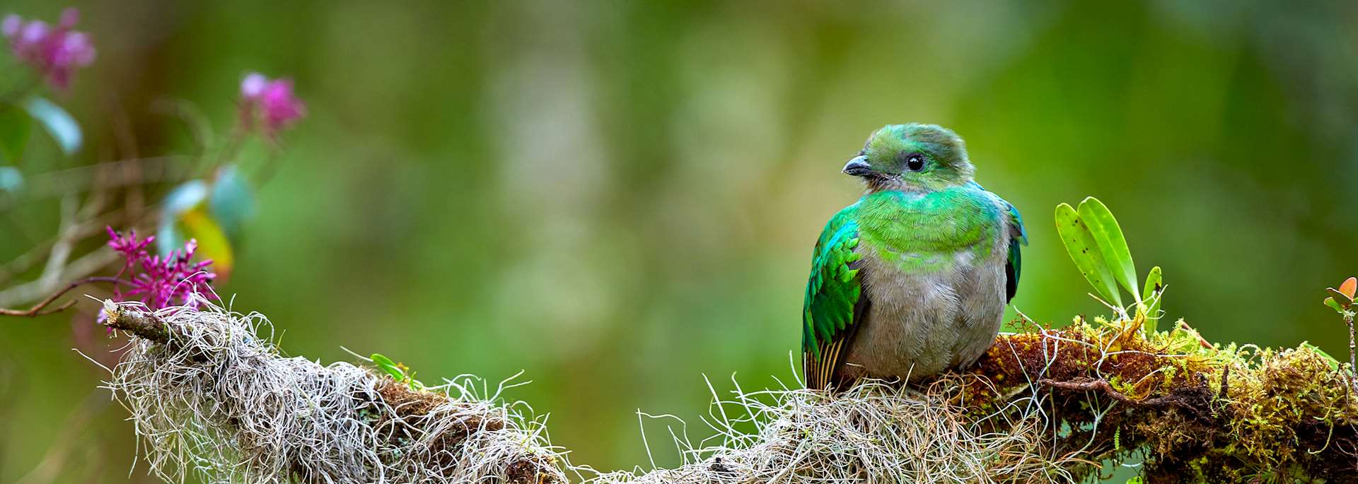 Resplendent quetzal in San Gerardo de Dota