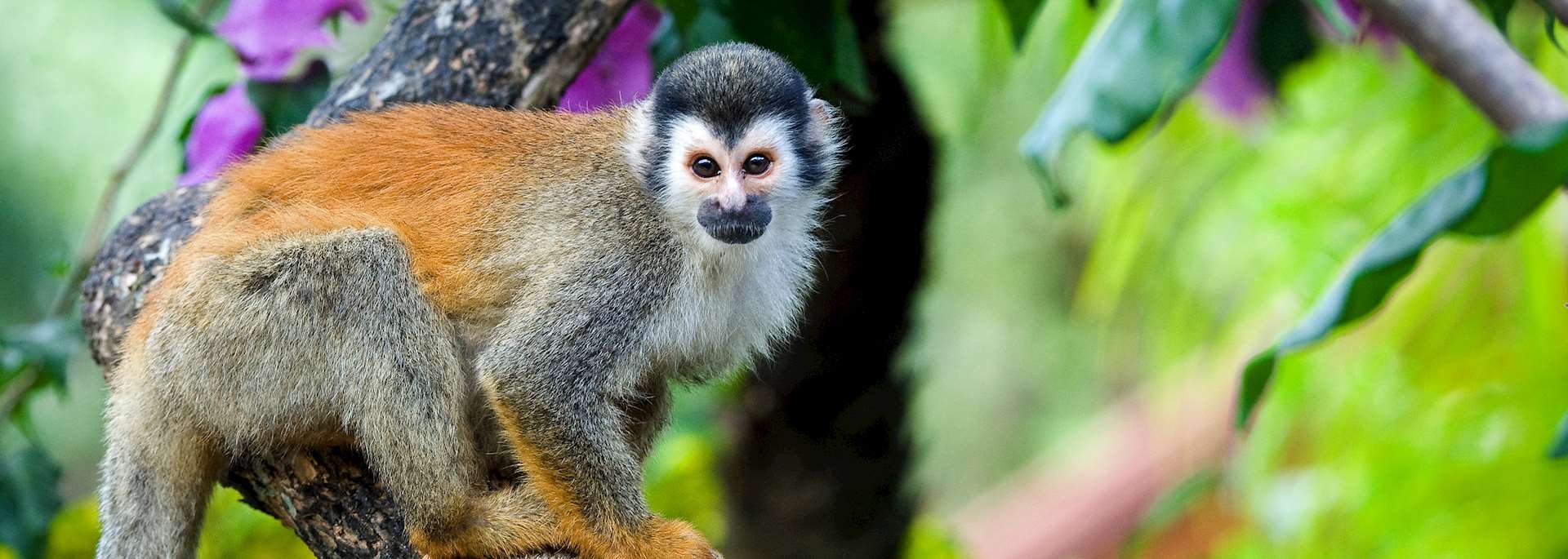 Squirrel monkey, Costa Rica