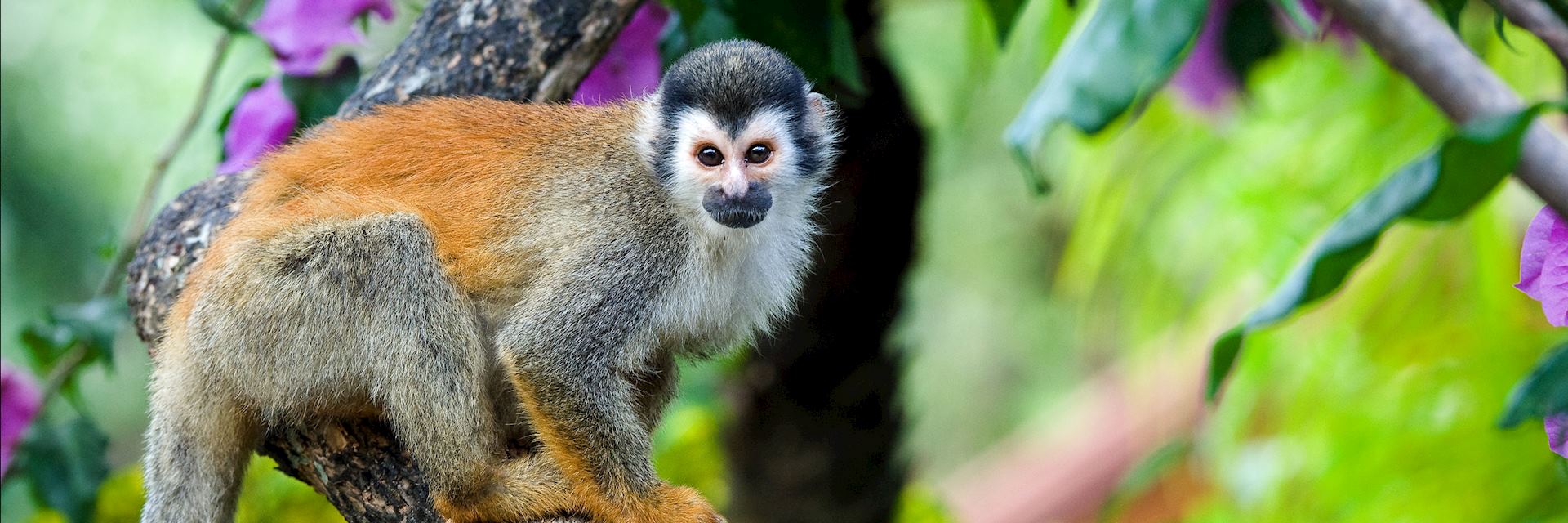 Squirrel monkey, Costa Rica