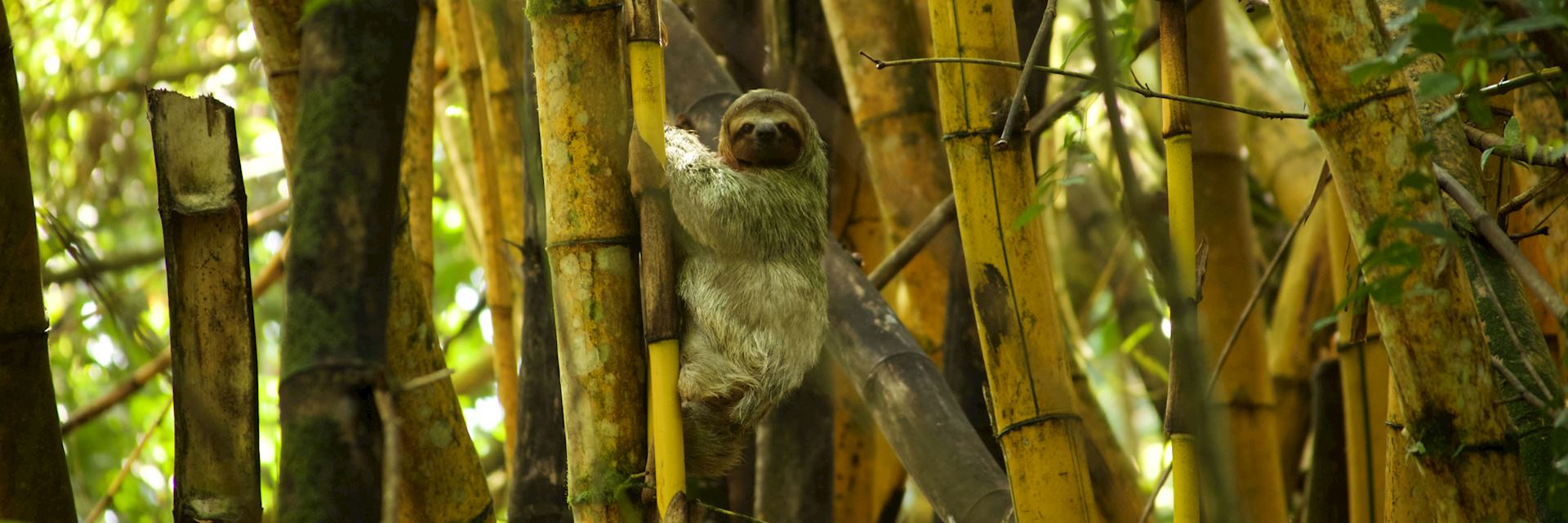 Sloth in a bamboo tree in Costa Rica