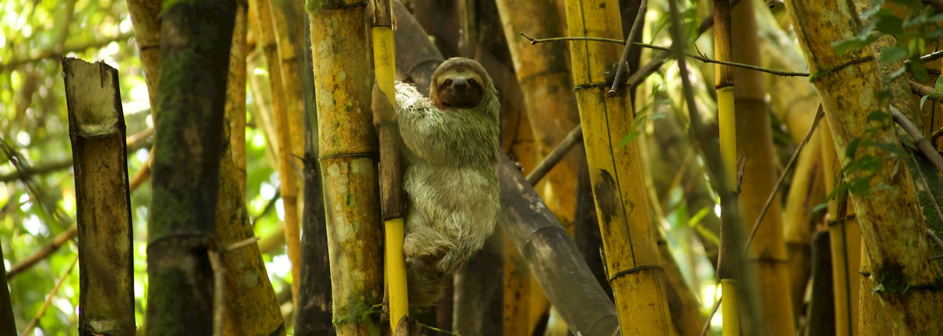 Sloth in a bamboo tree in Costa Rica