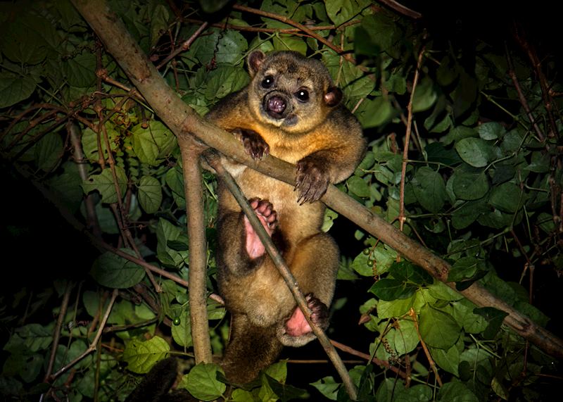 The nocturnal kinkajou (also called the ‘honey bear’)