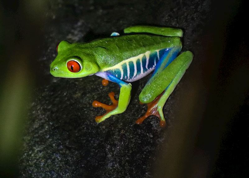 Red-eyed tree frog, Monteverde Cloud Forest Biological Preserve