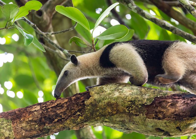 Silky anteater