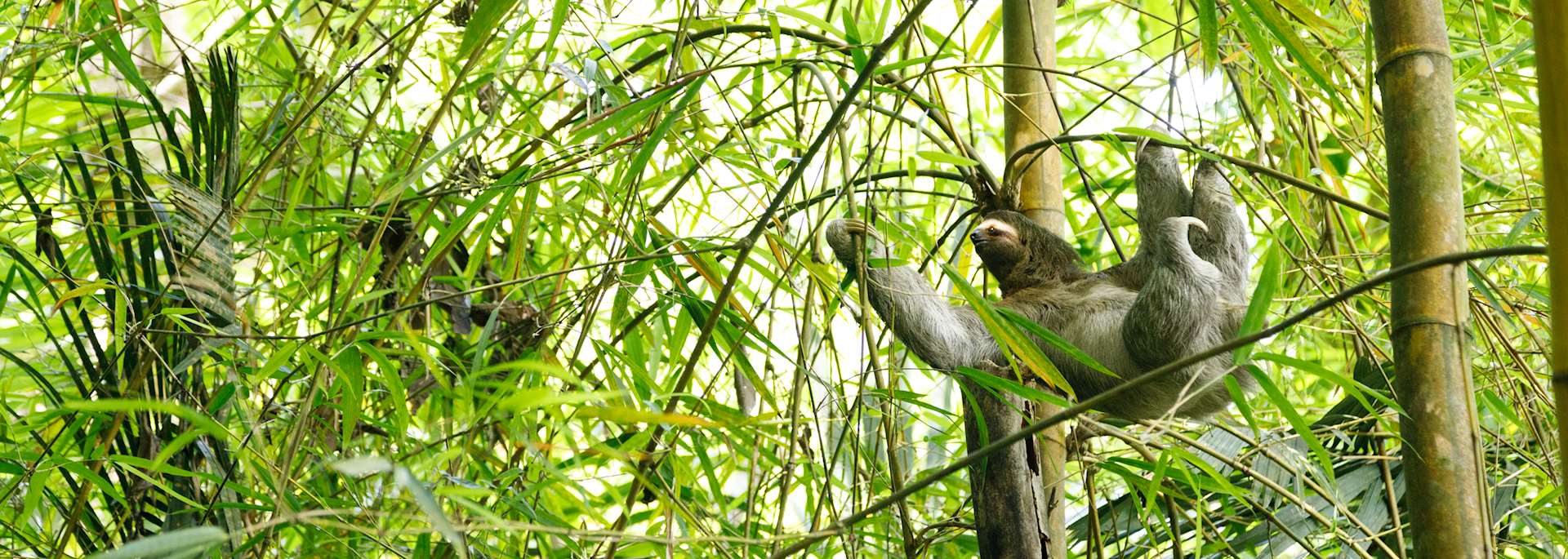 Sloth, Costa Rica