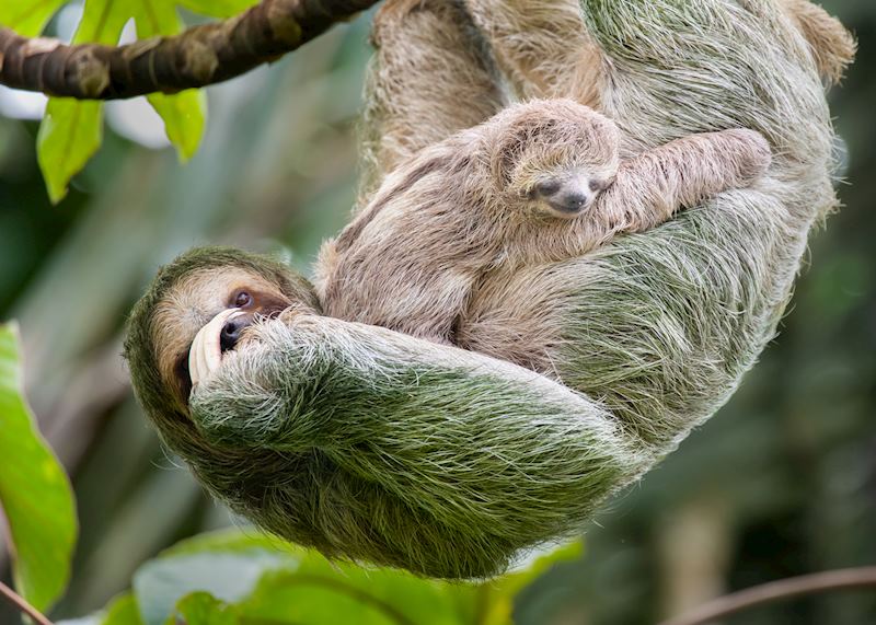 Brown-throated sloth and baby