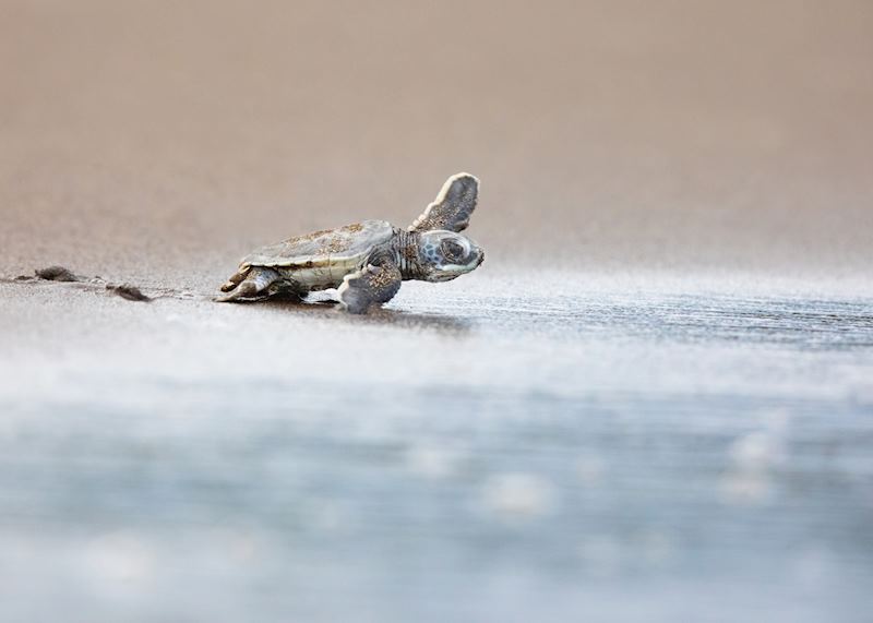 Turtle hatchling