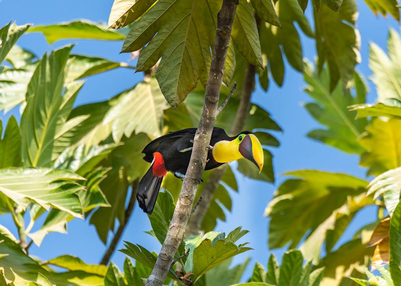 A yellow-throated toucan