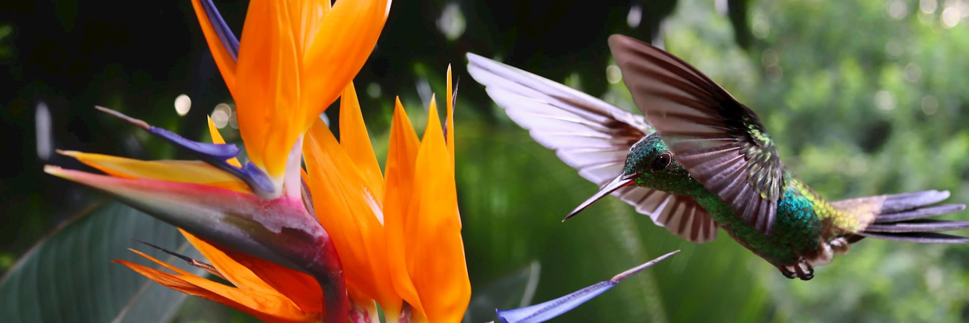 Hummingbirds are a familiar sight in Costa Rica’s cloudforests