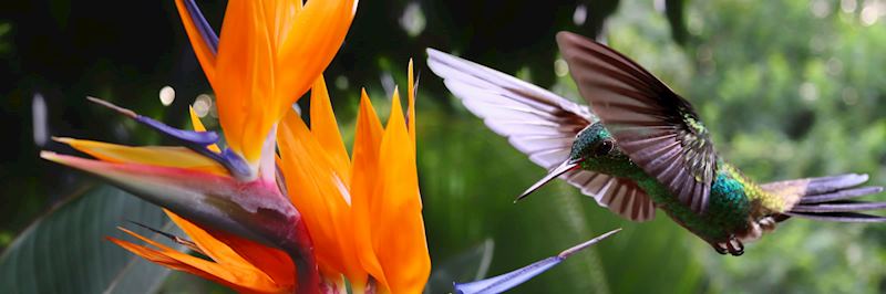 Hummingbirds are a familiar sight in Costa Rica’s cloudforests