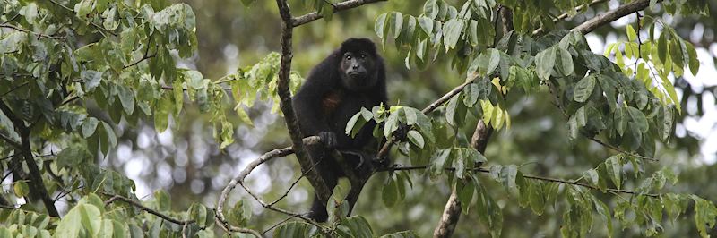 A howler monkey in Tortuguero National Park