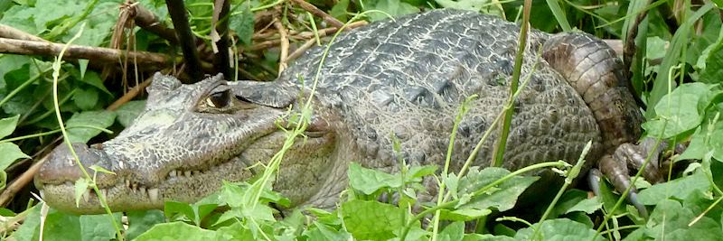 Caiman, Tortuguero National Park