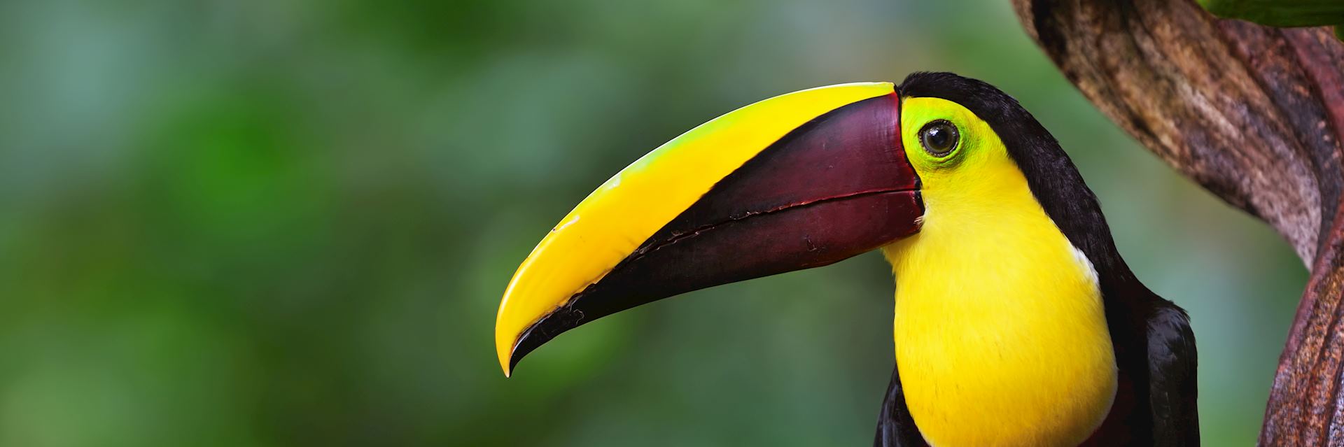 Chestnut-mandibled toucan in Costa Rica