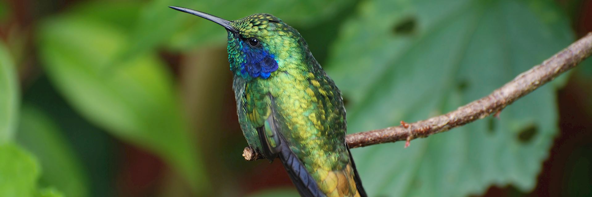 Hummingbird in Monteverde 
