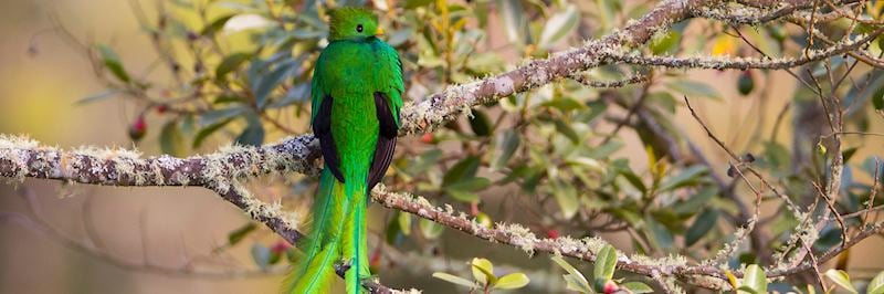 Resplendent quetzal in San Gerardo de Dota